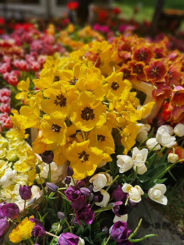 Sélection de variétés populaires de fleurs de CBD
